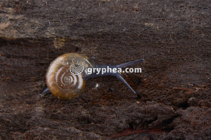 Gastéropode - gryphea.com